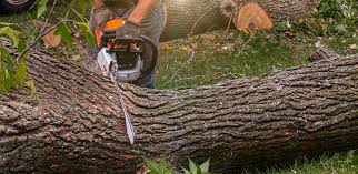 Best Tree Disease Treatment  in Poncha Springs, CO