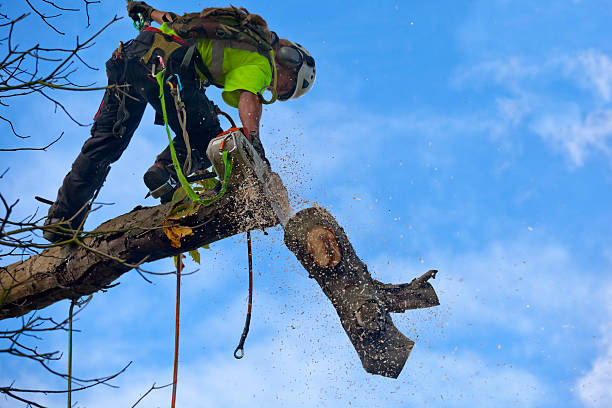 Best Palm Tree Trimming  in Poncha Springs, CO